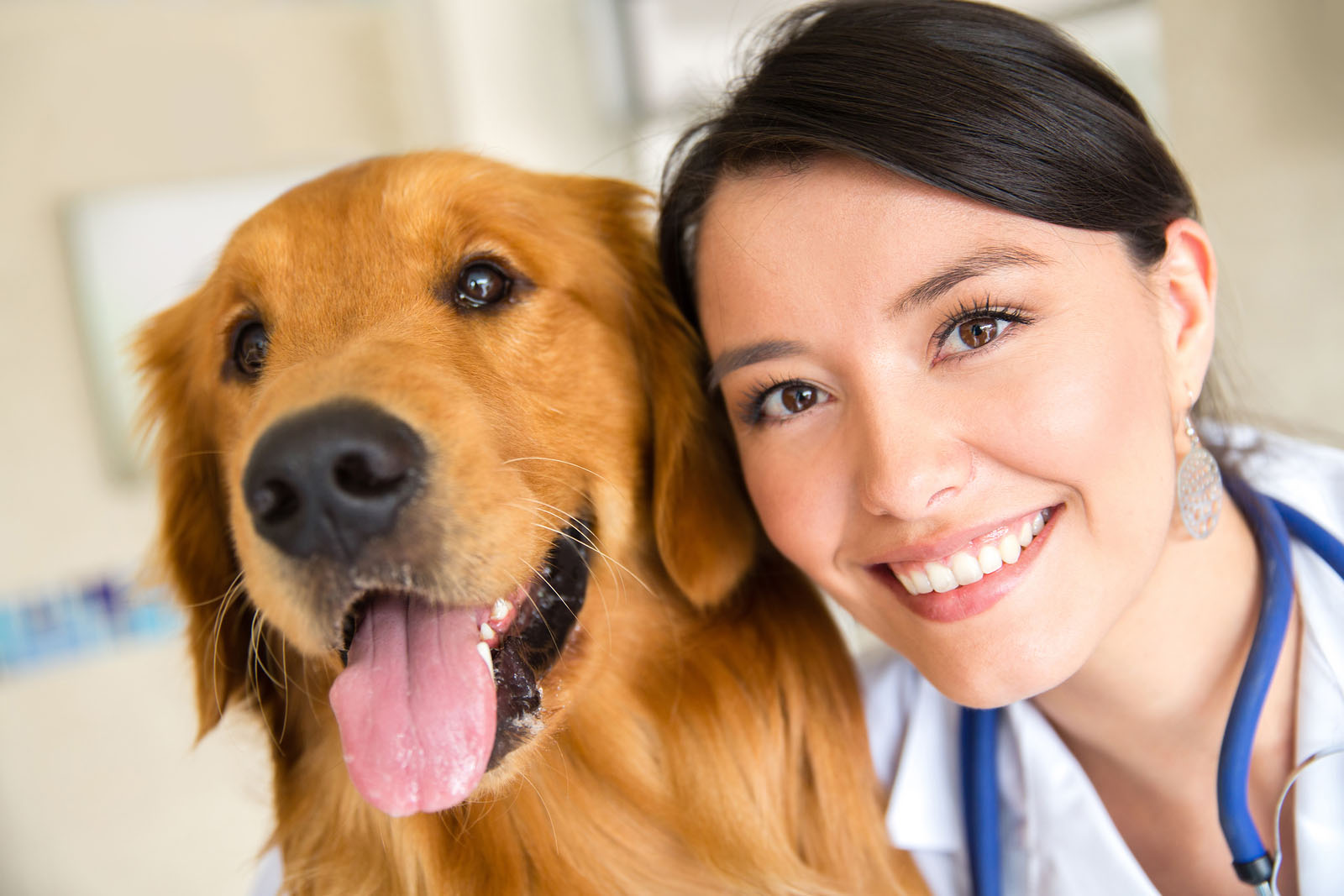 pet wellness exam faq from your veterinarian in brooklyn