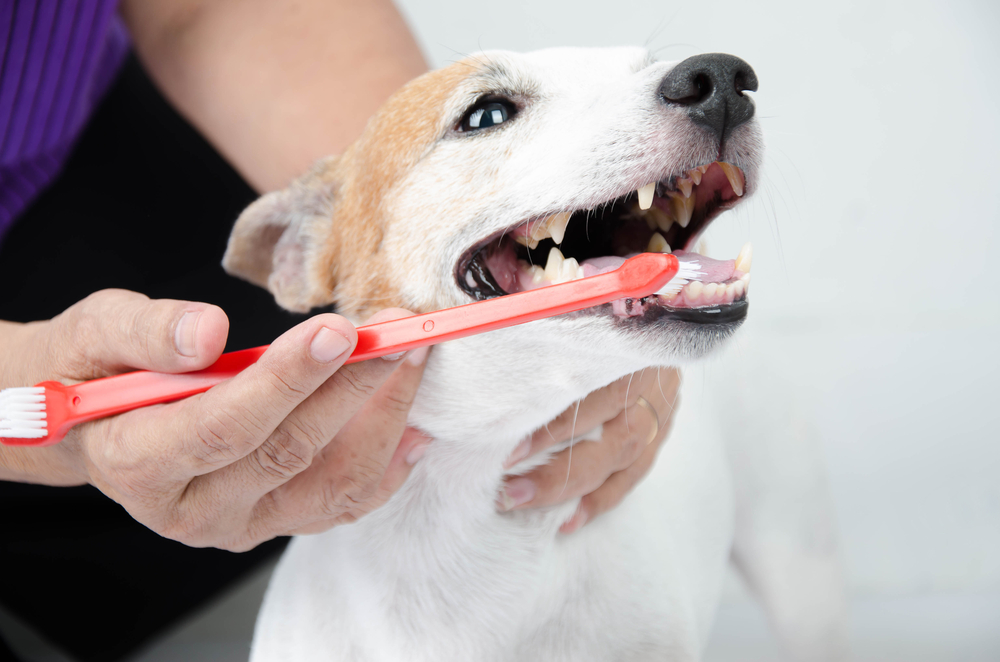 woman brushing dogs teeth