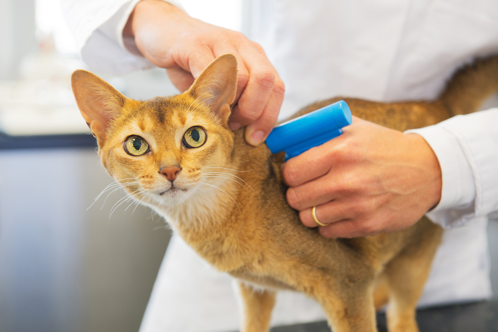 pet microchipping from our veterinarian in brooklyn heights