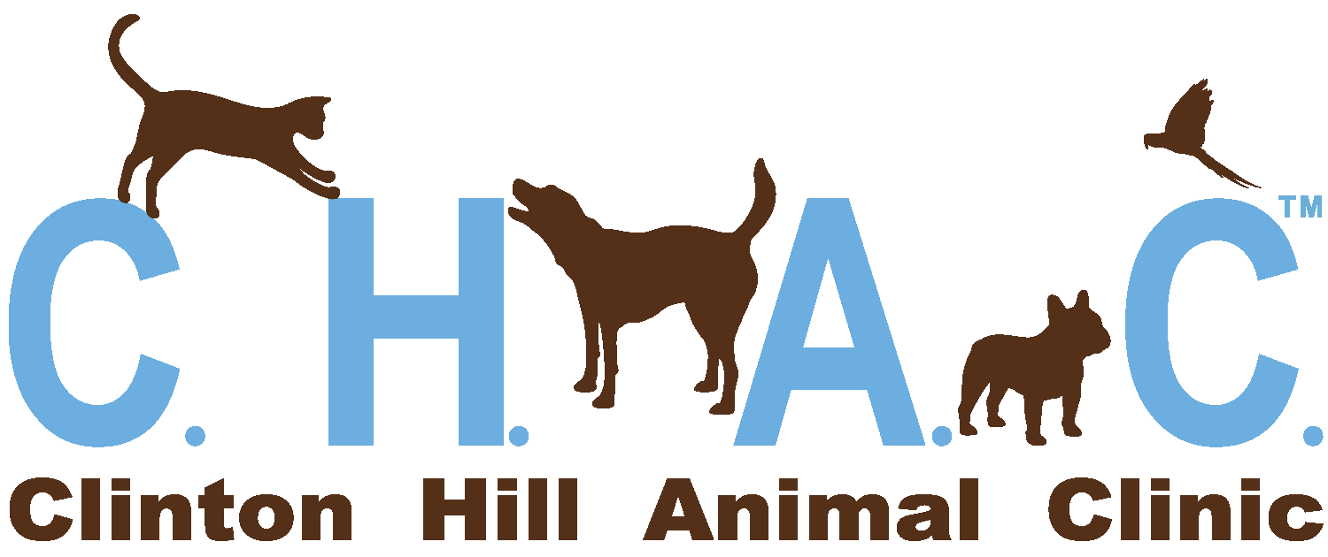 Location | Clinton Hill Animal Clinic | Brooklyn, NY Veterinarian