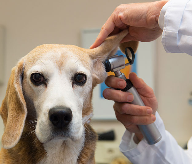 Ear Mites | Cilnton Hill Animal Clinic | Brooklyn Veterinarian