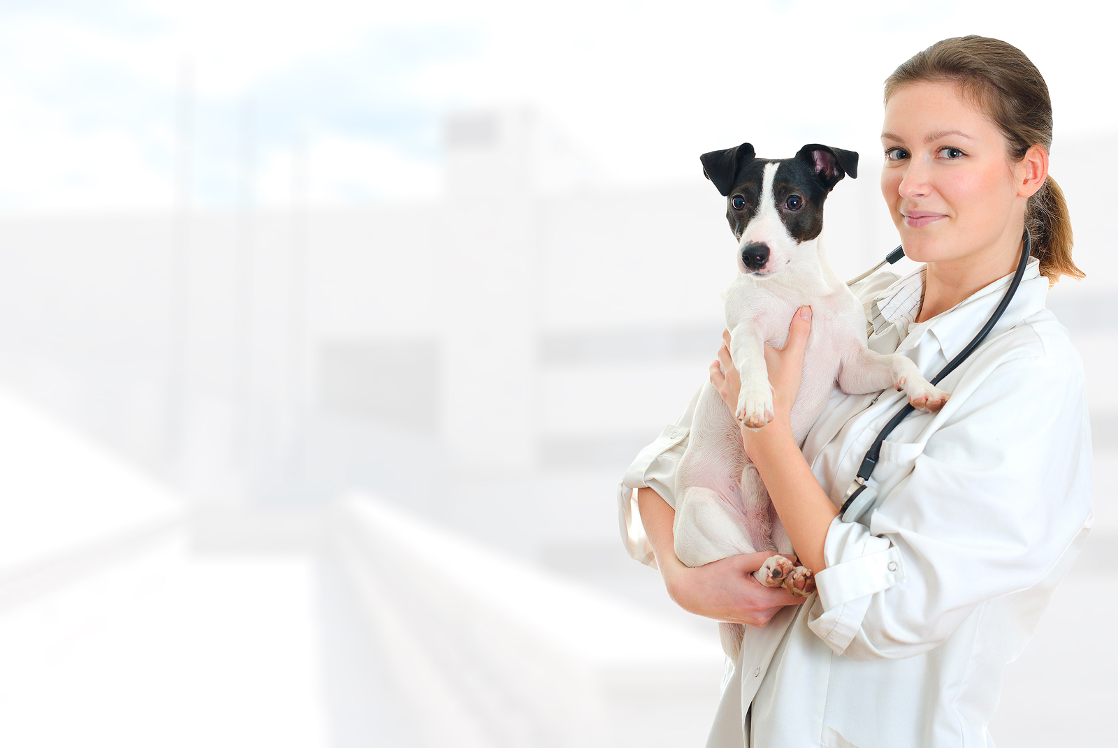 See Our Brooklyn Veterinarian for Quality Veterinary Care