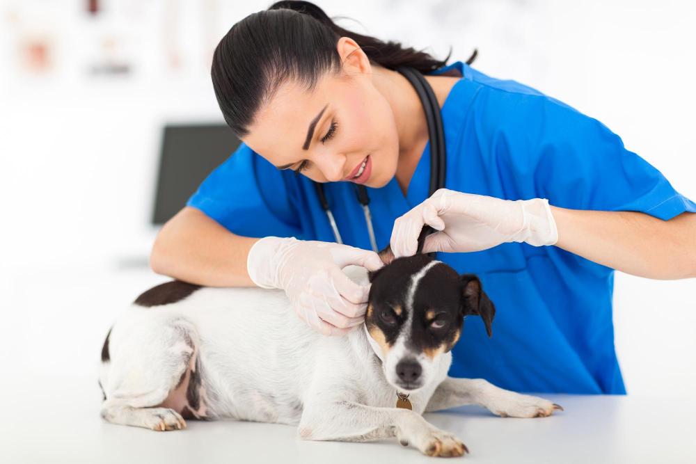 Pet Dermatology | Clinton Hill Animal Clinic | Brooklyn